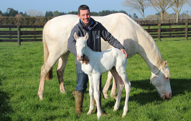 White filly foal High Chaparral x The Opera House