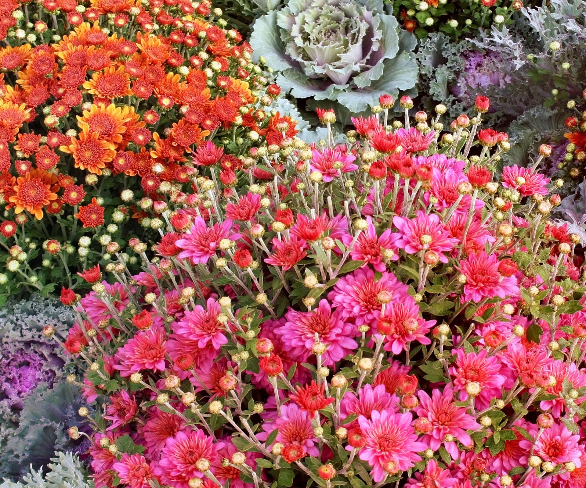 pink and orange mums and ornamental cabbage