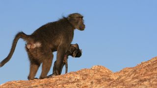 A baboon mother in Namibia carries her dead baby. 