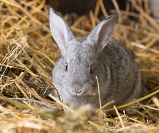 A cute grey rabbit on a bed of straw