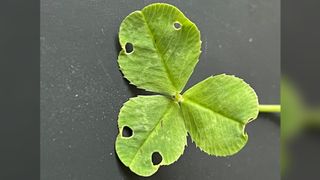 On the unfolded leaves of the Trifolium repens (the common clover) we can see symmetrical damage due to feeding insects.