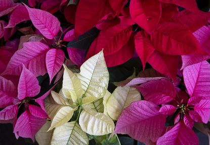 When Do Poinsettias Turn Red? Here's What You Need to Know | Livingetc