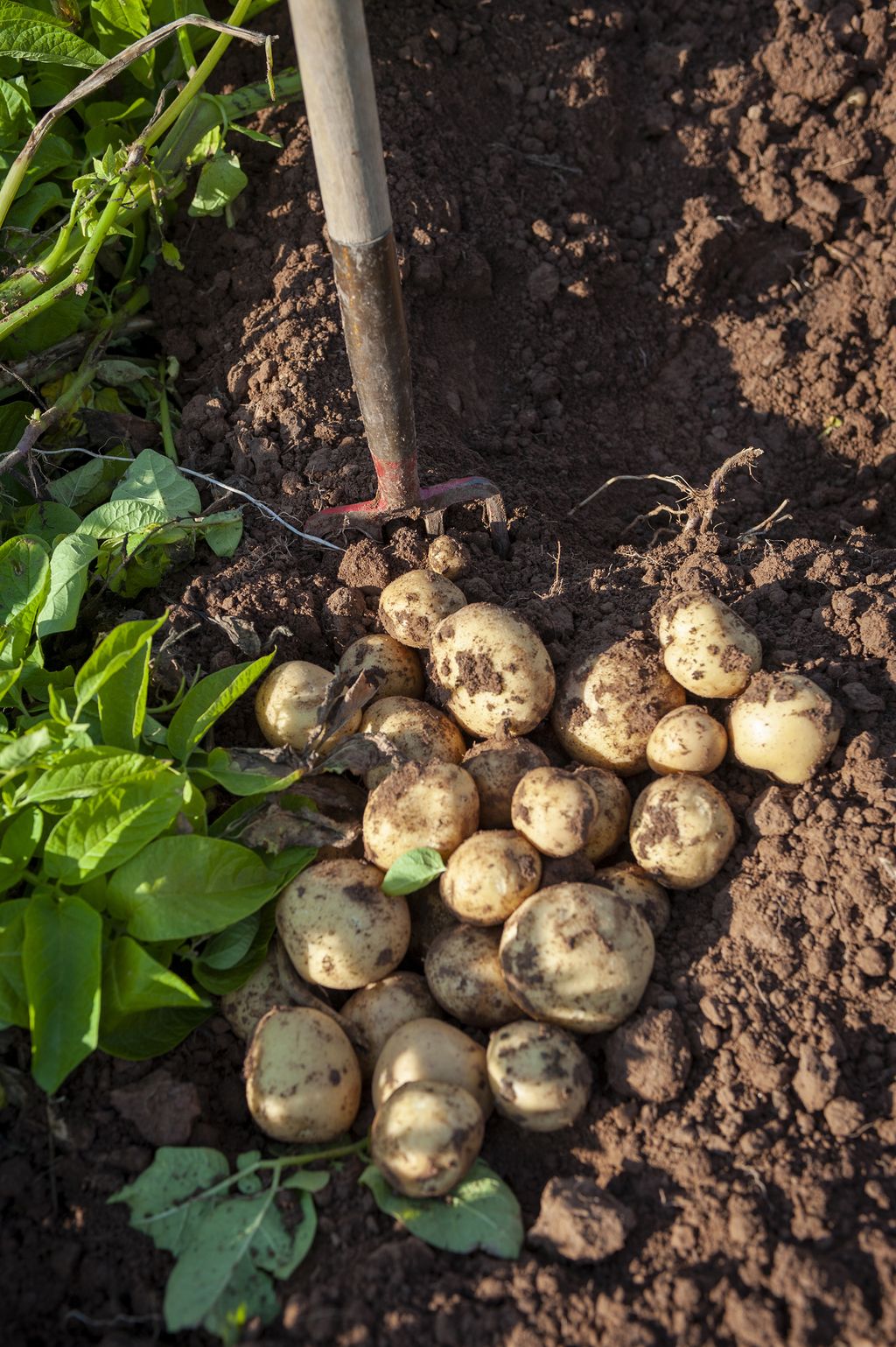 When to plant potatoes for a bumper crop Homes & Gardens
