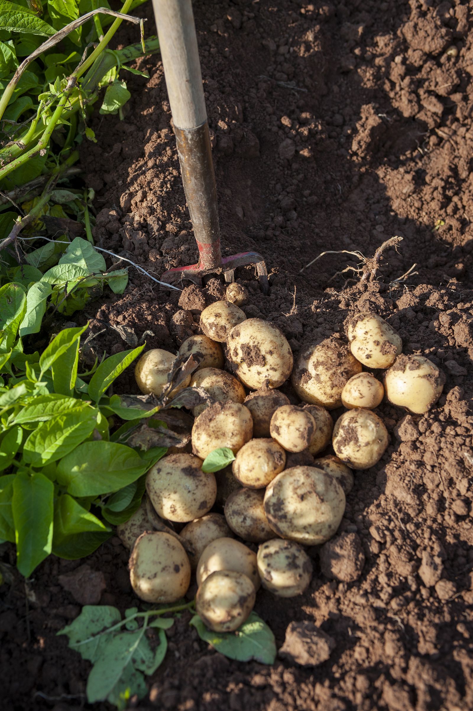 When to plant potatoes for a bumper crop Homes & Gardens