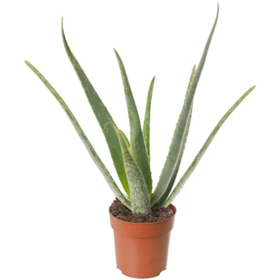 Aloe Vera - Low-Maintenance Indoor Succulent Plant for Home D&amp;eacute;cor (30-40cm Height Including Pot)