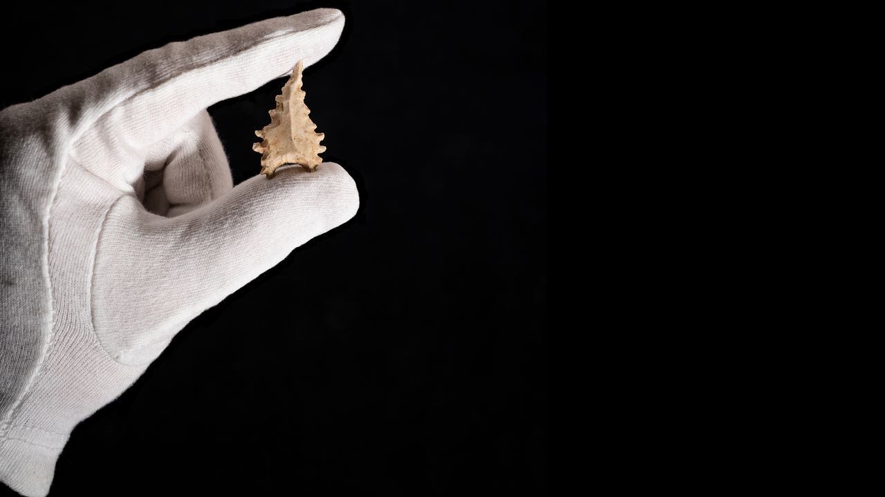 A stone arrowhead from the ancient Toalean culture.