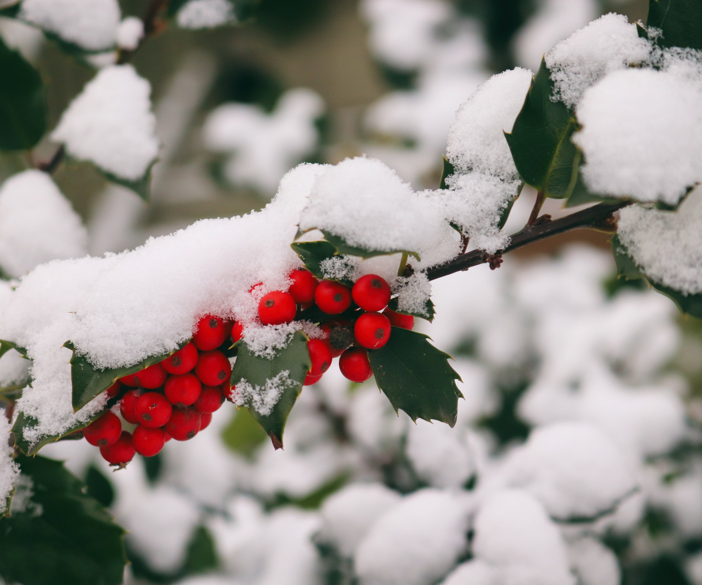 An American holly branch with red berries and green leaves covered in a thin layer of snow