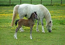 James-orphan-foal.JPG