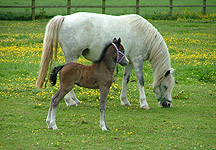 James-orphan-foal.JPG