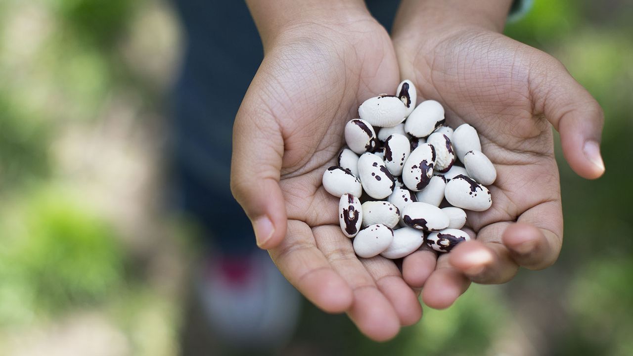 Black eyed peas in hands