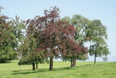 Pear Tree With Pear Decline Disease