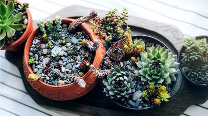 How to make succulent potting mix