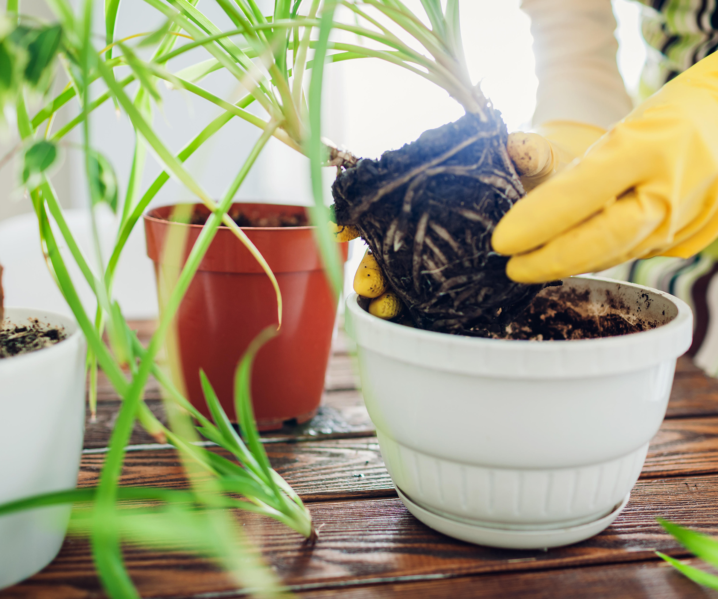 Why are the tips of my spider plant turning brown? | Homes & Gardens