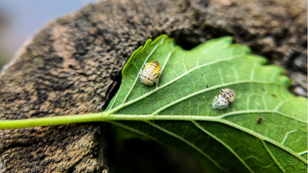 How to get rid of kudzu bugs