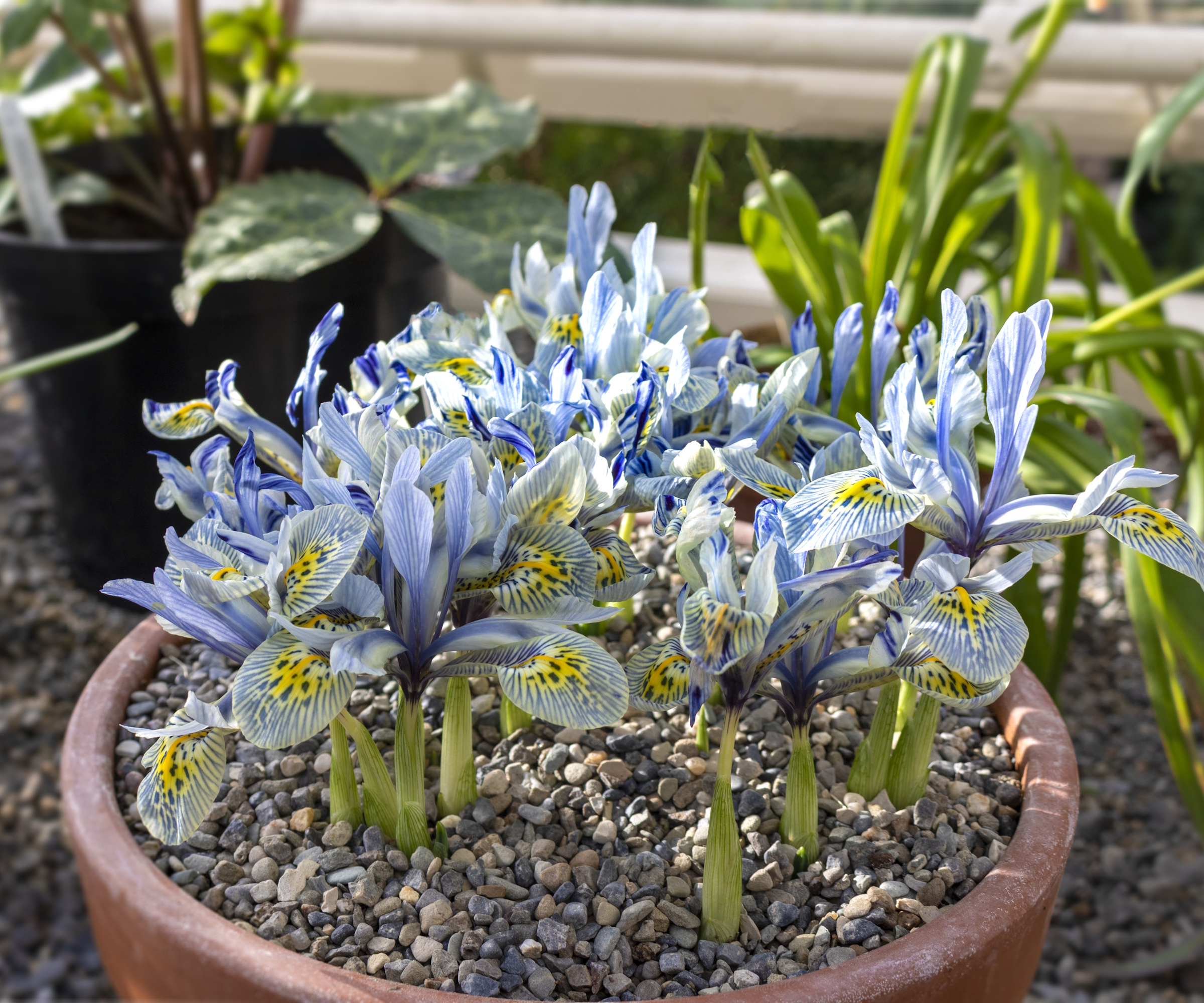 Dwarf Iris 'Katherine Hodgkin' is blooming in a terracotta pot