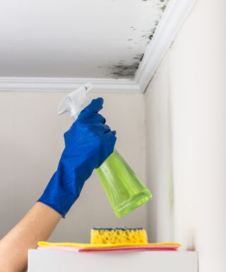 close up of hand wearing blue glove spraying solution from white bottle onto mould on ceiling