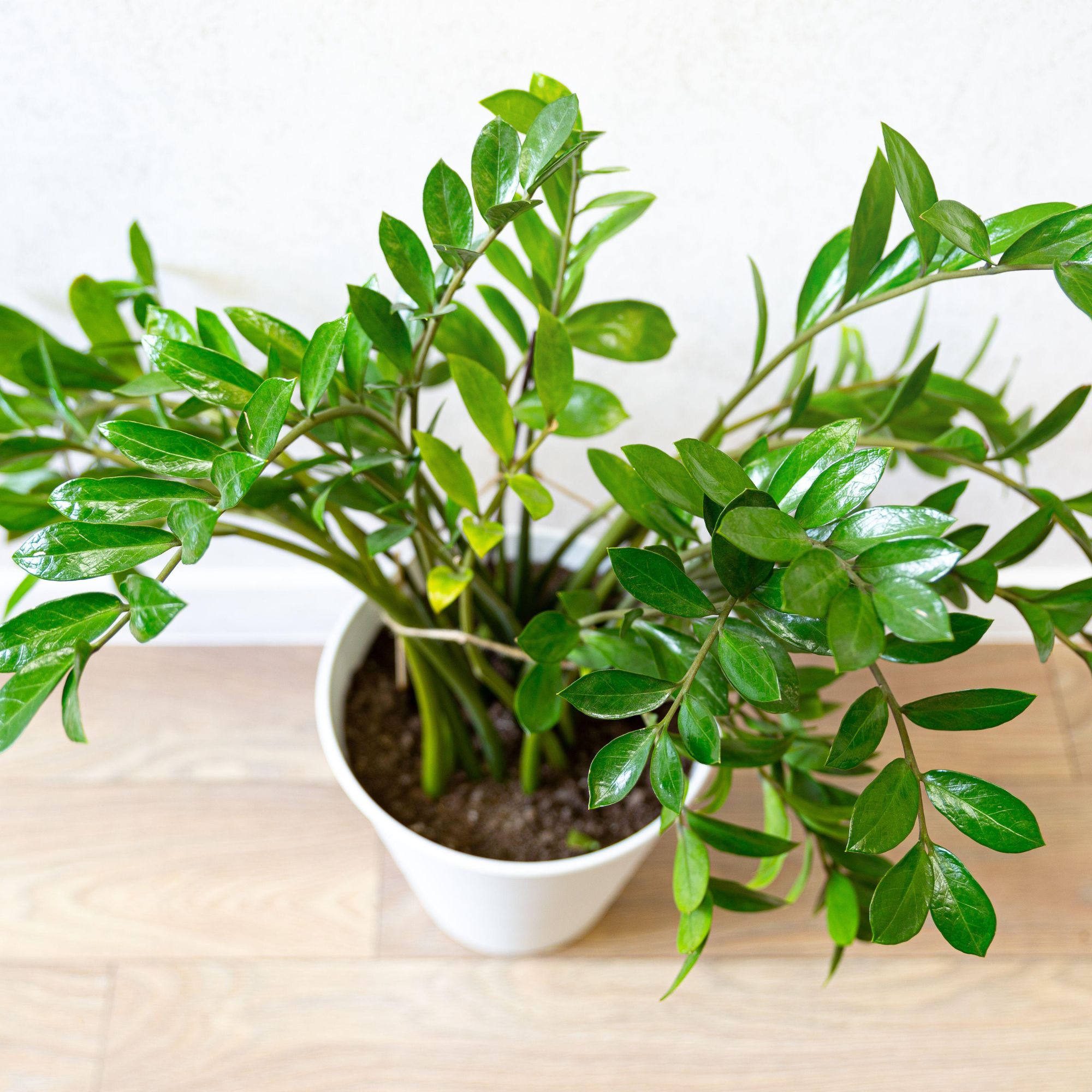 ZZ plant in pot
