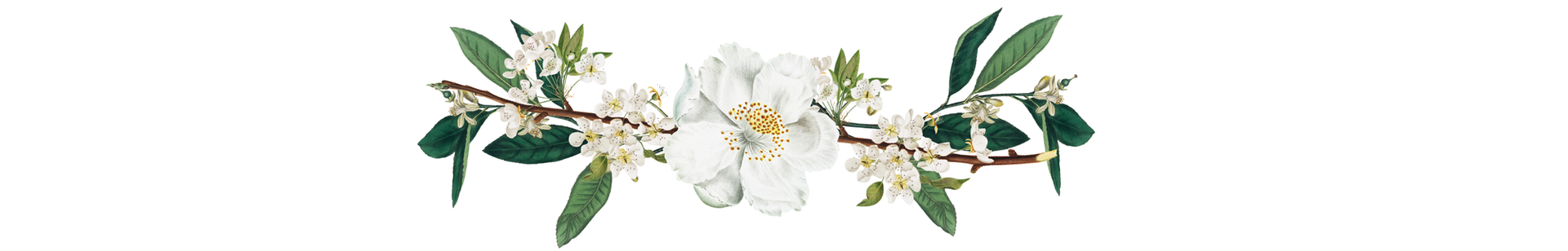 Illustration of a flower on a branch