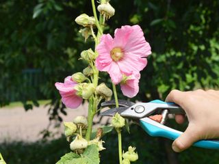 pink lavatera being pruned with secateurs