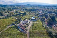 Sicily-winery.jpg