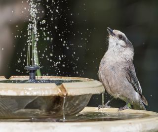 Bird with a solar water fountain