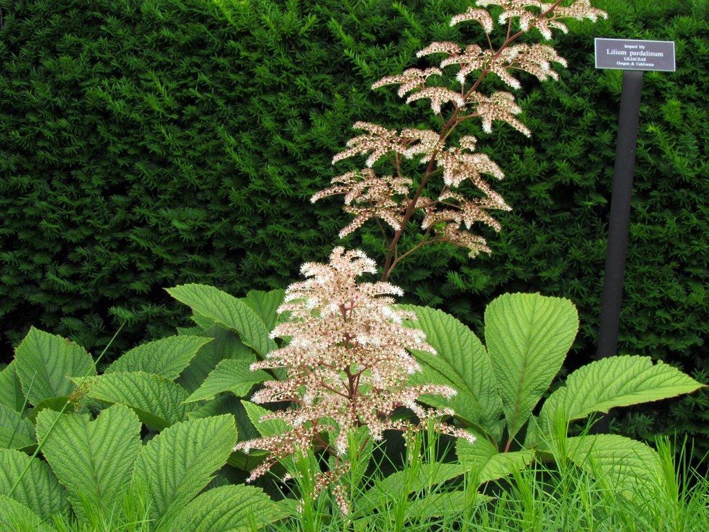 Fingerleaf Rodgersia Plant