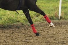 gallops-legs.jpg