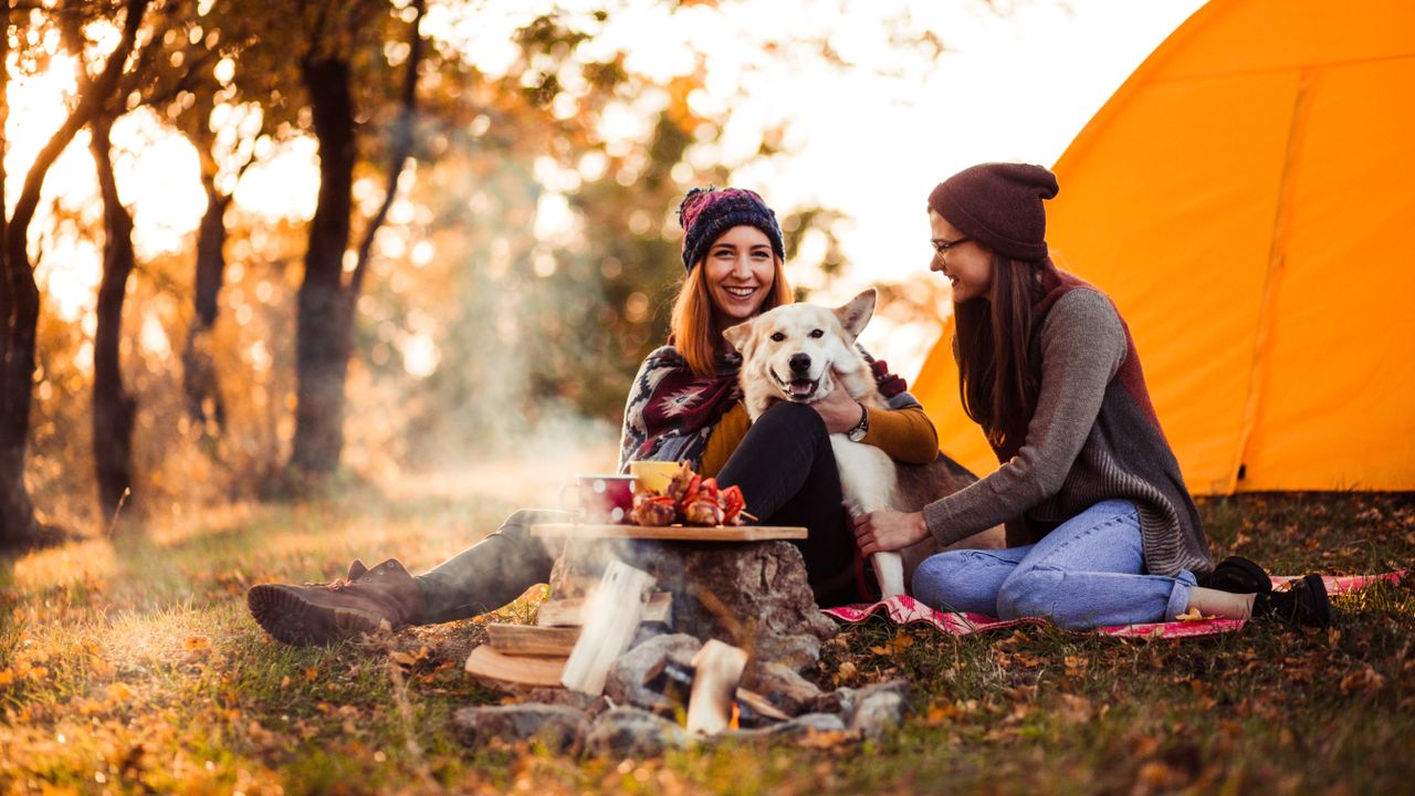 camping with dogs