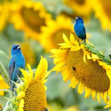 two indigo bunting birds sitting on sunflower heads