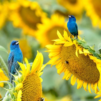 two indigo bunting birds sitting on sunflower heads