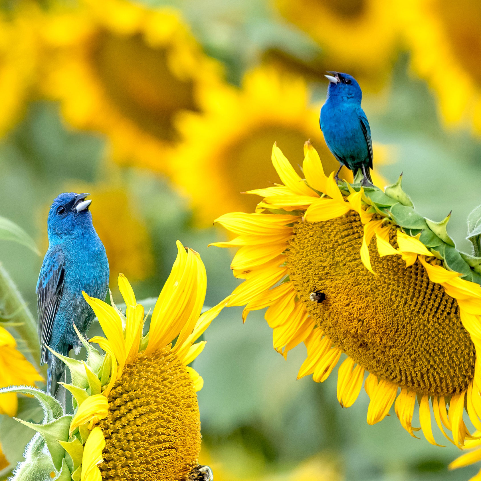 two indigo bunting birds sitting on sunflower heads