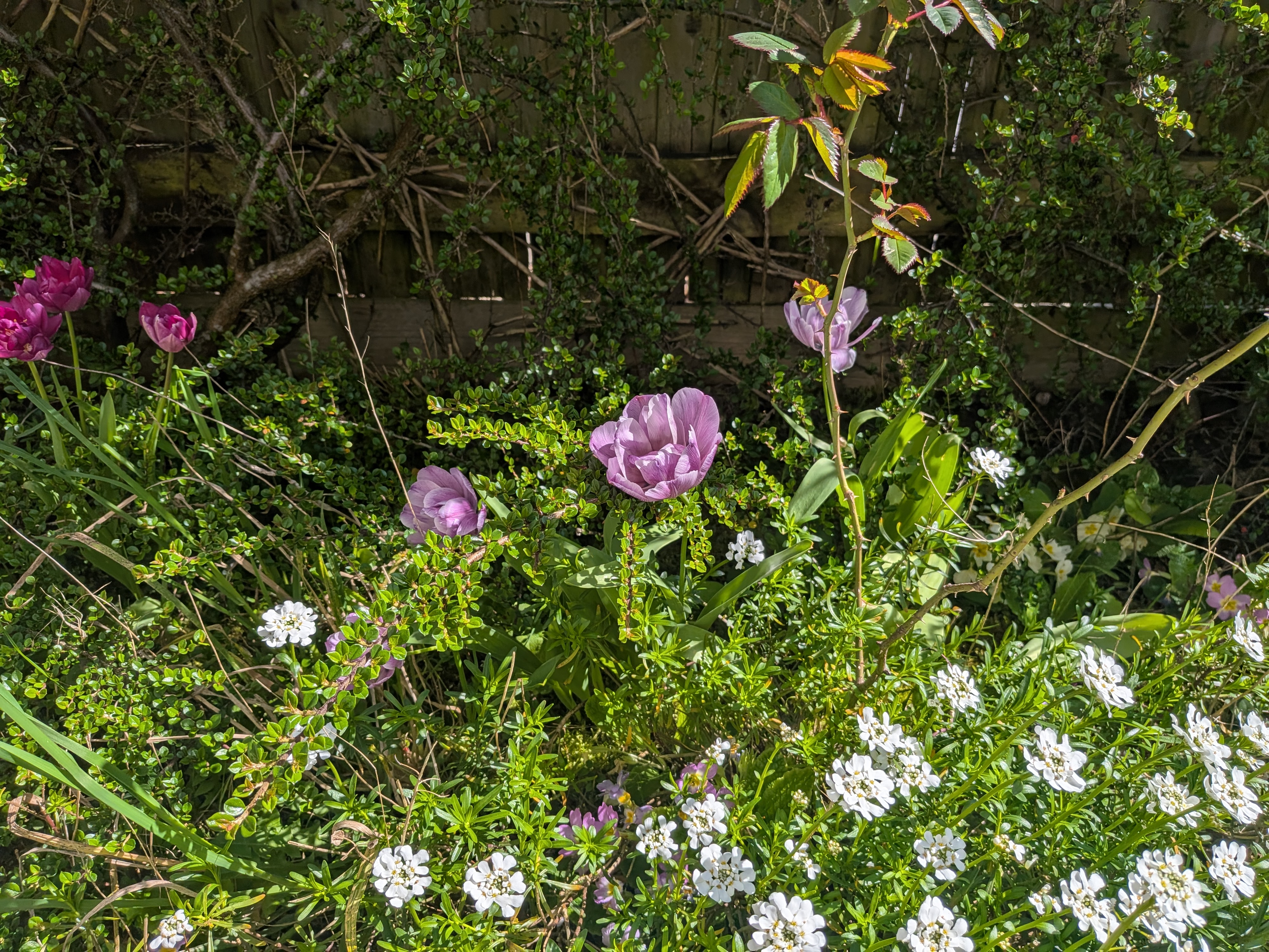 Picture of a pink flower taken on the Google Pixel 10a