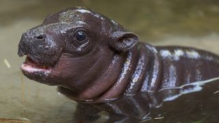 The baby hippo is mama Mabel's first calf.