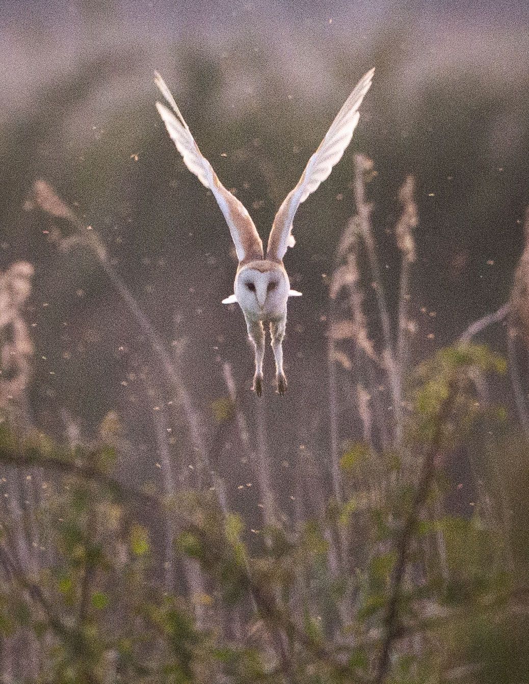 Wildlife