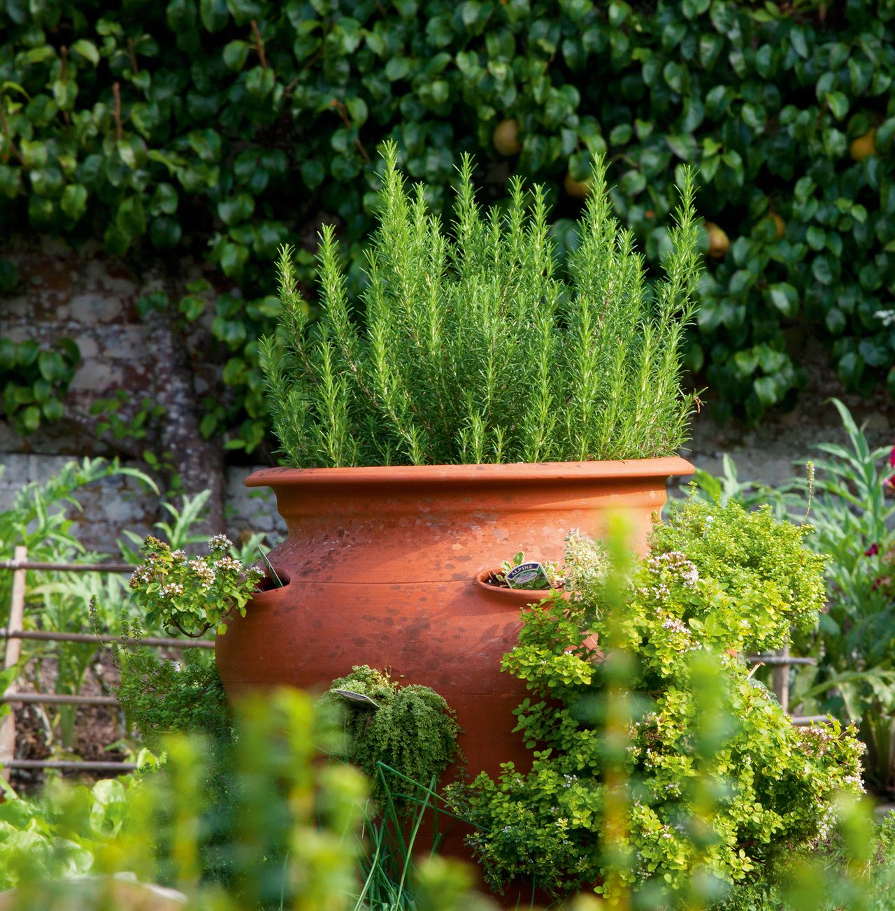 Best Plants For Pots All Year Round Standout Varieties Homes Gardens