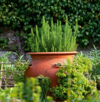 Rosemary and other herbs in a pot