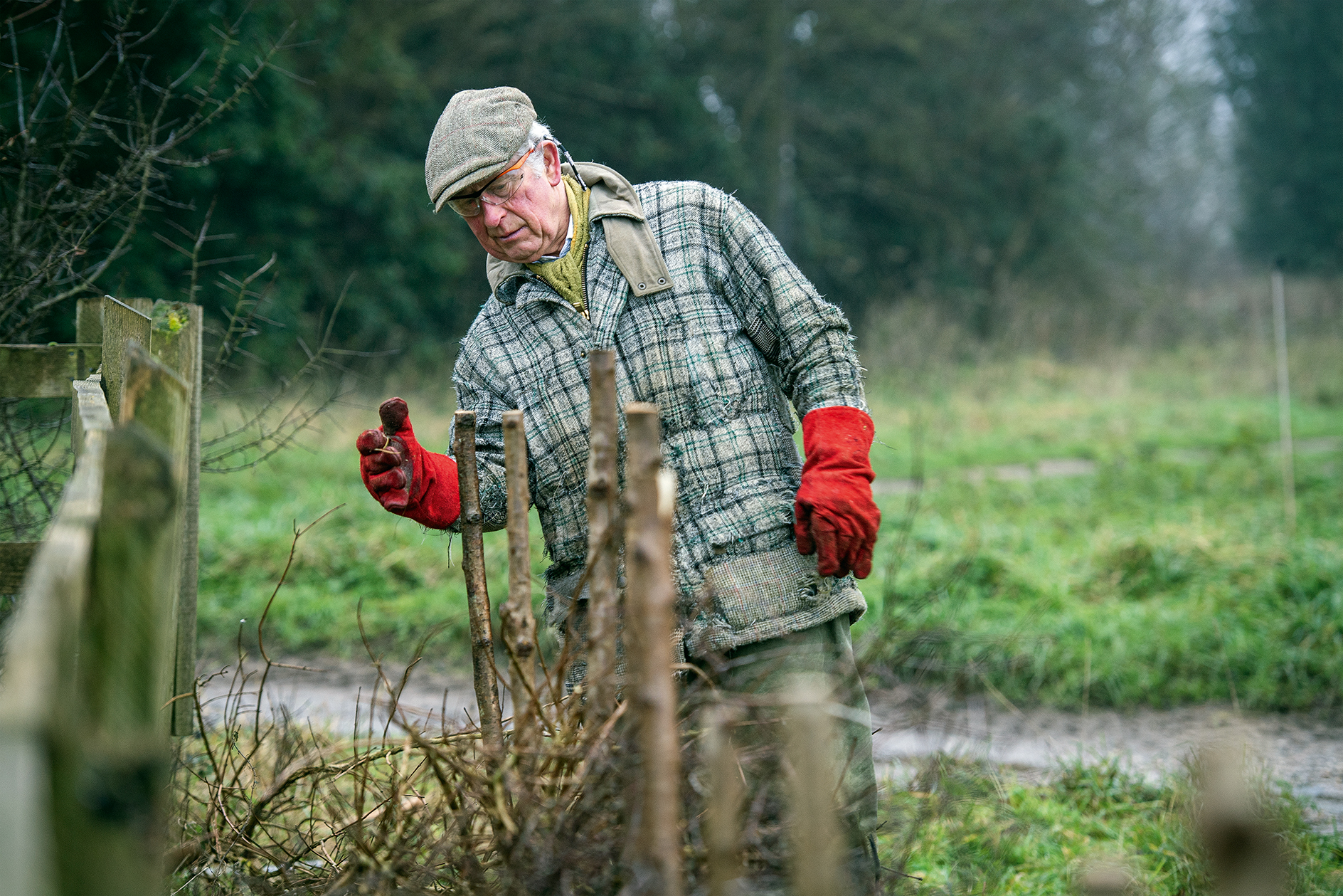 HRH The Prince of Wales hedgelaying on the Sandringham Estate, Norfolk.