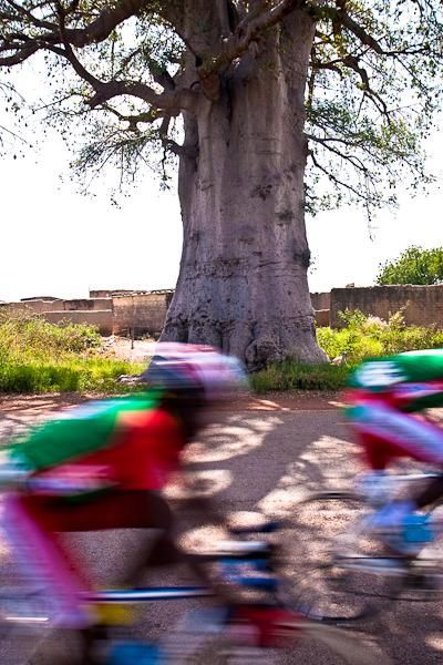 Riders blur past a giant baobab tree.