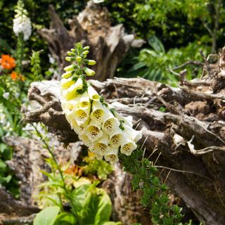 The Stumpery at Arundel Castle (Image ID: DC2XCW) Gardens in Arundel Town - West Sussex- England - UK