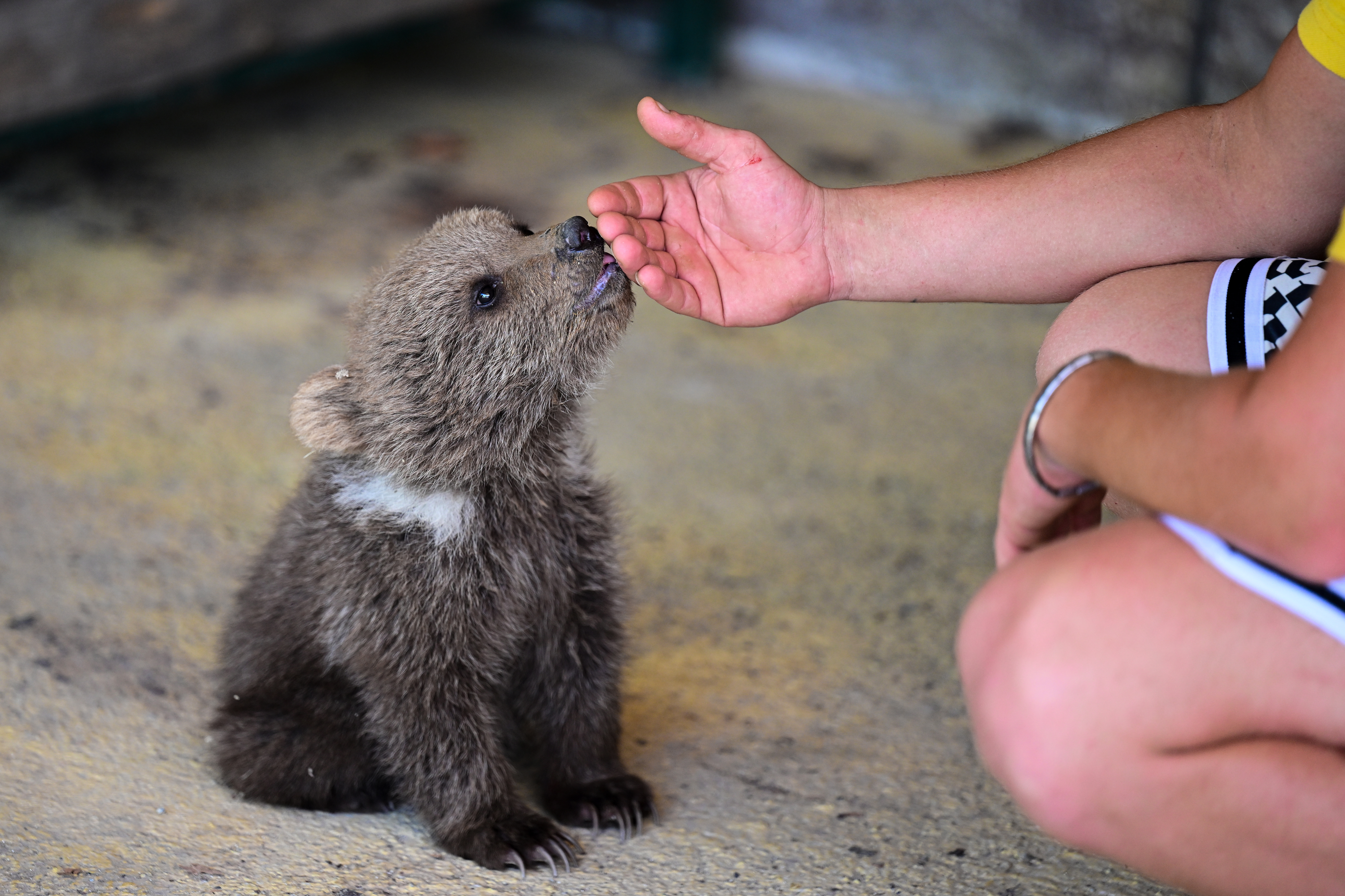 A small bear licking a hand