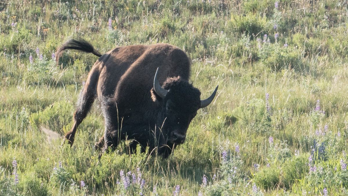 Bison charging