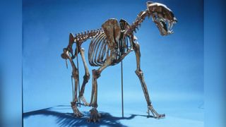A large cat skeleton with pointed teeth displayed as if standing against a blue background