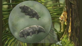 An artistic reconstruction of the tardigrade species Paradoryphoribius chronocaribbeus in moss