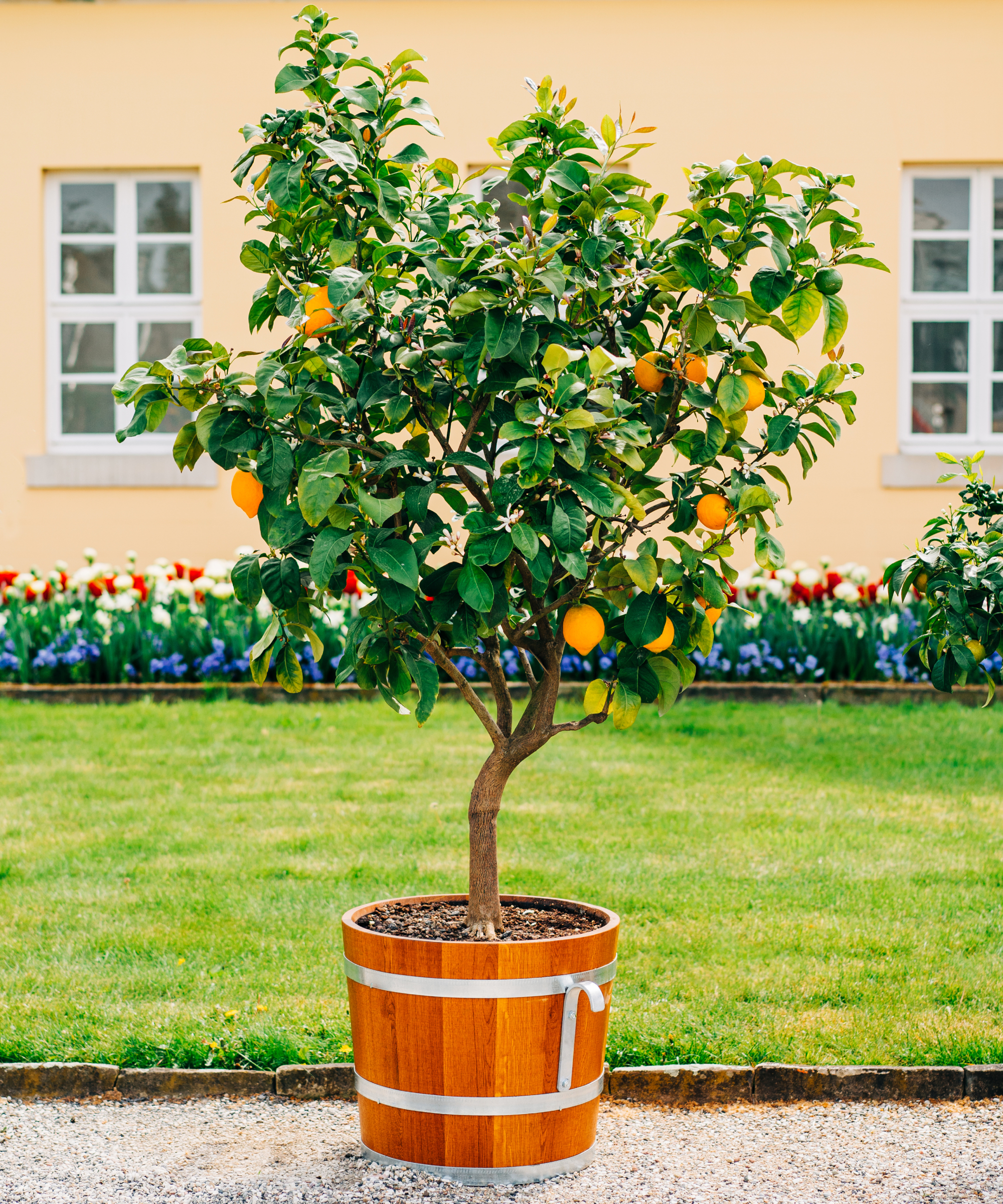 Small lemon tree outdoors in pot