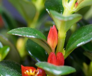 Goldfish plant flower, Nematanthus gregarious