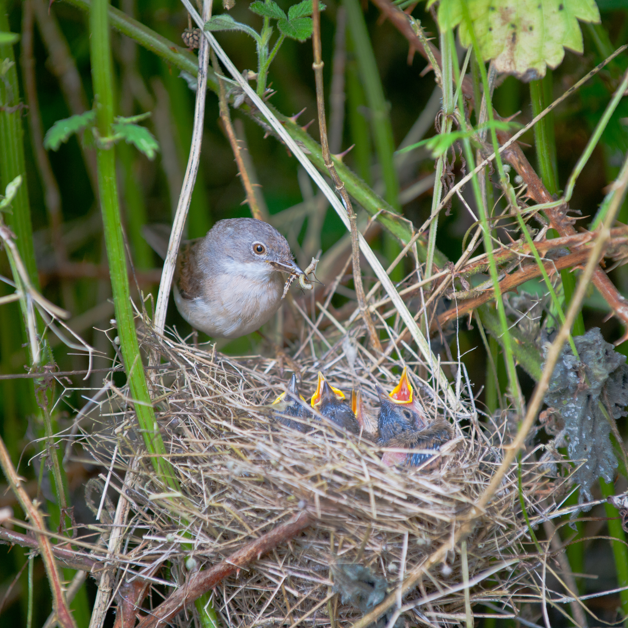 Whitethroat, Sylvia communis, at nest feeding four chicks.