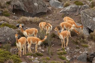 Vicuñas, which live in the high alpine areas of the Andes, are related to camels.