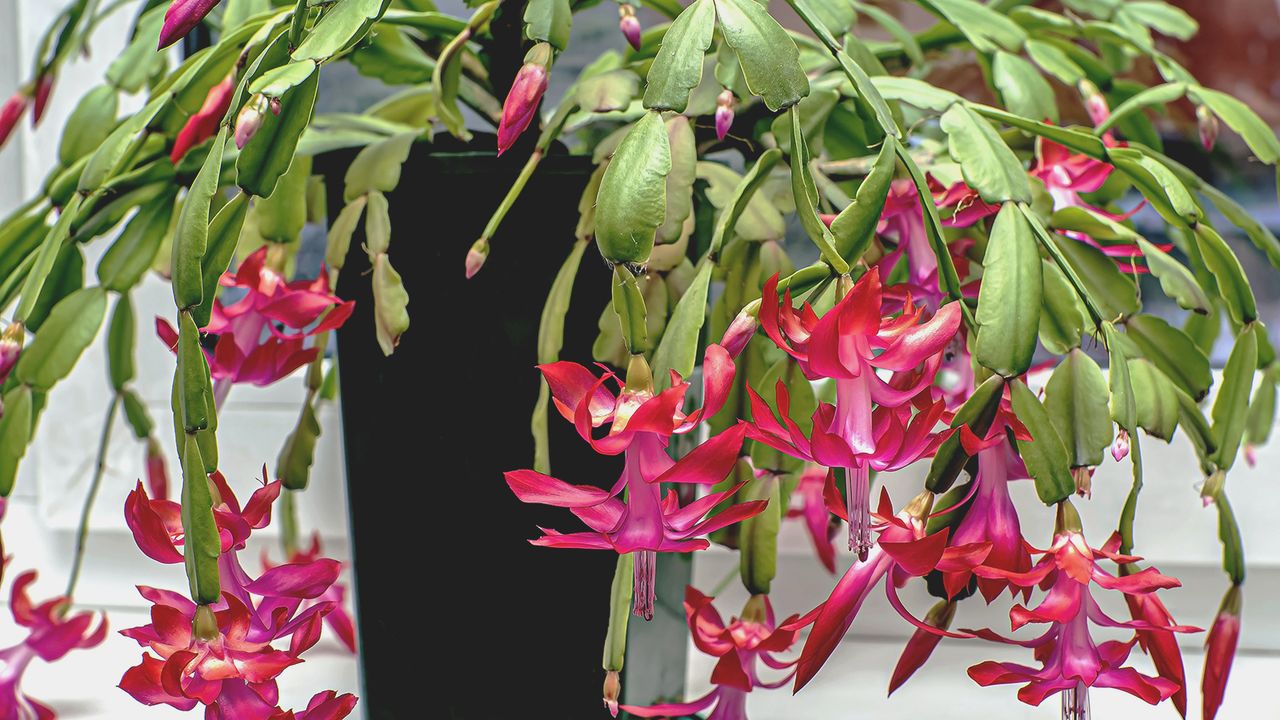 Christmas cactus with naturally drooping leaves