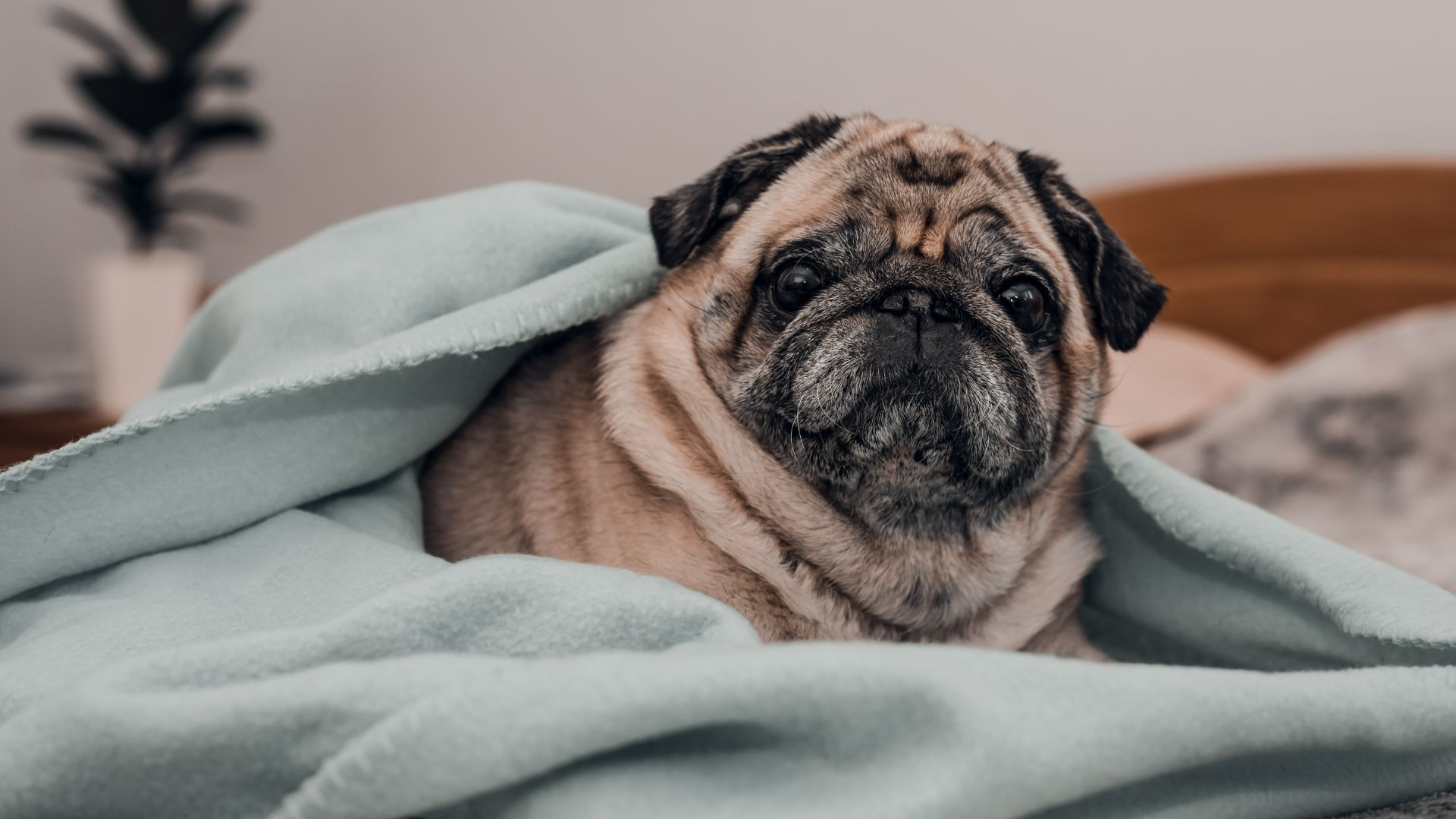 Pug wrapped in a blanket on the bed