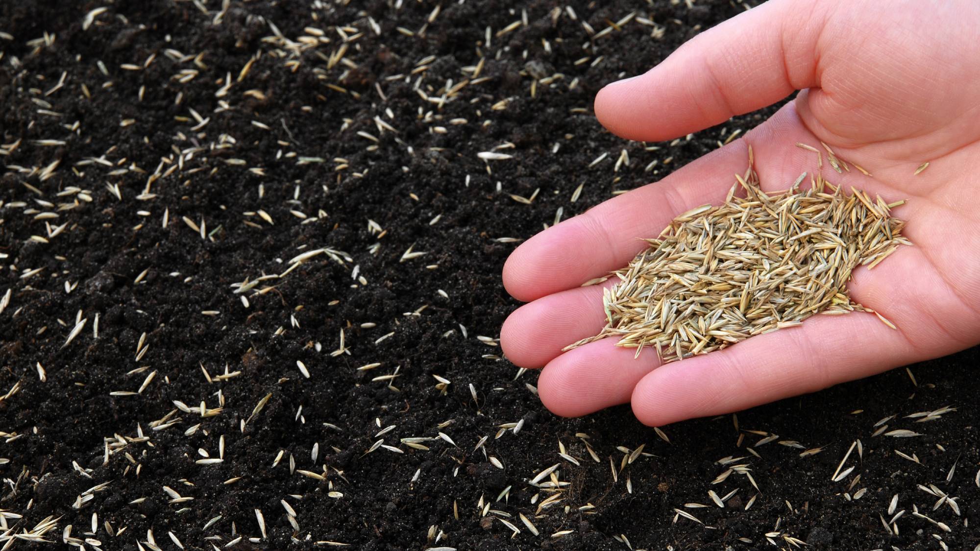 Hand spreading grass seed